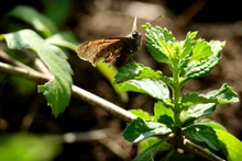 Mariposas que engalanan  el Parque Ambiental Corazón de Pance