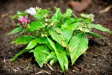 Mariposas que engalanan  el Parque Ambiental Corazón de Pance