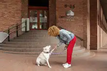 Más de 25 espacios públicos culturales de Cali serán amigables con los animales