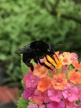 Parque Ambiental Corazón de Pance: un espacio para la protección de las abejas 