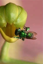 Parque Ambiental Corazón de Pance: un espacio para la protección de las abejas 