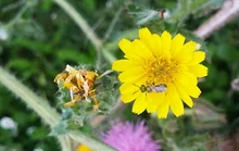 Parque Ambiental Corazón de Pance: un espacio para la protección de las abejas 