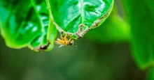 Parque Ambiental Corazón de Pance: un espacio para la protección de las abejas 