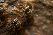 Parque Ambiental Corazón de Pance: un espacio para la protección de las abejas 