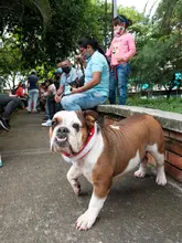 Los animales de compañía, amigos de la salud mental
