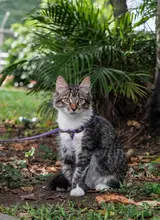Los animales de compañía, amigos de la salud mental