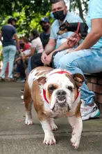 Los animales de compañía, amigos de la salud mental