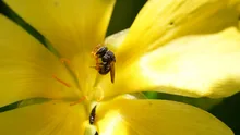 Parque Ambiental Corazón de Pance: un espacio para la protección de las abejas 