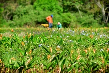 Con jardines, Cali le apuesta a la preservación y la vida