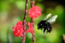 Con jardines, Cali le apuesta a la preservación y la vida