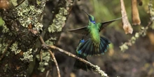 Colibríes: siempre en movimiento como el corazón humano