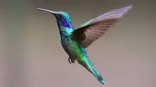 Colibríes: siempre en movimiento como el corazón humano