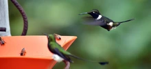 Colibríes: siempre en movimiento como el corazón humano