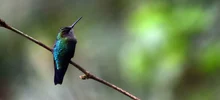 Colibríes: siempre en movimiento como el corazón humano