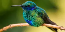 Colibríes: siempre en movimiento como el corazón humano