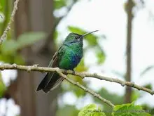 Colibríes: siempre en movimiento como el corazón humano