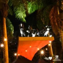 Con iluminación de monumentos, Cali se une al Día Mundial contra el Cáncer 