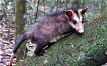 Liberados este año 94 animales silvestres