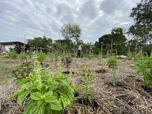 Huertas urbanas le apuntan a generar seguridad alimentaria y transformación social