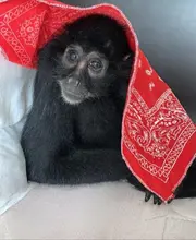 La fauna silvestre no es mascota