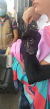 La fauna silvestre no es mascota