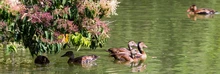 Ecoparque Lago de Las Garzas, cuna de la biodiversidad 