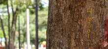 Con solo un número, caleños y caleñas pueden conocer la personalidad de sus árboles