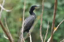 Humedal Charco Azul, un lugar ideal para el avistamiento de aves en el oriente de Cali