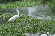 Humedal Charco Azul, un lugar ideal para el avistamiento de aves en el oriente de Cali