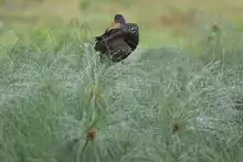 Humedal Charco Azul, un lugar ideal para el avistamiento de aves en el oriente de Cali