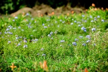 En cada espacio de este hermoso lugar es posible deleitarse con el aroma embriagante de la huerta de hierbas aromáticas y disfrutar de la belleza del laberinto de polinizadores que atraen a seres míticos como los colibríes.