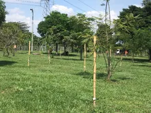 Un bosque con 4.100 árboles será entregado a la Comuna 21