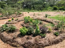 Desarrollo Económico visita huertas comunitarias del jarillón para articular estrategias sostenibles en Cali