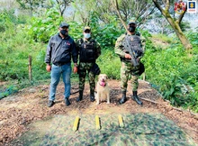 Autoridades incautaron material explosivo en zona semirural del jarillón del río Cauca