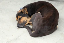 Alcaldía avanza en fortalecer proceso de incautación de animales maltratados
