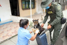 Alcaldía avanza en fortalecer proceso de incautación de animales maltratados