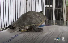 Operativo contra el tráfico y maltrato animal