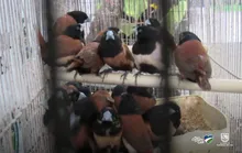 Operativo contra el tráfico y maltrato animal