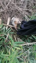 Proyectos urbanísticos tienen que respetar la fauna silvestre