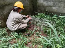 Proyectos urbanísticos tienen que respetar la fauna silvestre