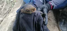 Proyectos urbanísticos tienen que respetar la fauna silvestre