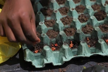 Florece un proyecto transversal e integrador gestado en tiempos de pandemia