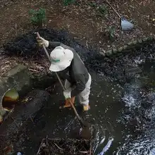 Aguerridas caleñas protegen la biodiversidad de la ciudad
