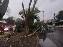 Equipos operativos del DAGMA continúan atendiendo emergencia por vendaval 