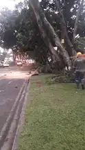 Equipos operativos del DAGMA continúan atendiendo emergencia por vendaval 