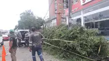 Equipos operativos del DAGMA continúan atendiendo emergencia por vendaval 