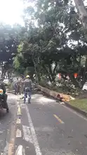 Equipos operativos del DAGMA continúan atendiendo emergencia por vendaval 