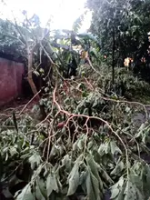 Cierran Ecoparque Písanos por afectaciones arbóreas