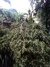 Cierran Ecoparque Písanos por afectaciones arbóreas