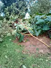 Cierran Ecoparque Písanos por afectaciones arbóreas